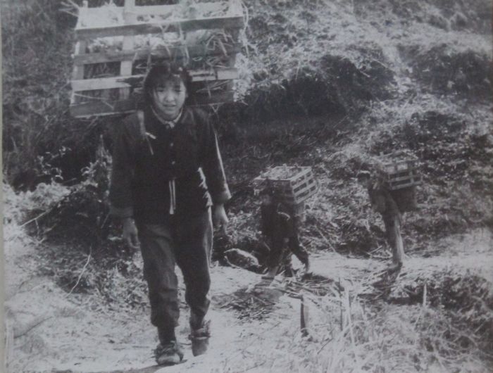 上世纪60年代，人们背树苗上山。洪雅县国有林场 供图.jpg